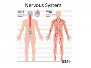 Nervous System Neuron Neuron Neurons Schwann cells and