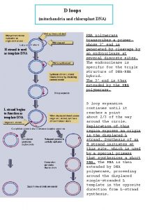 D loops mitochondria and chloroplast DNA H strand