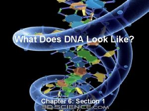 What Does DNA Look Like Chapter 6 Section