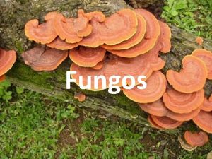 Fungos Os fungos so popularmente conhecidos por bolores