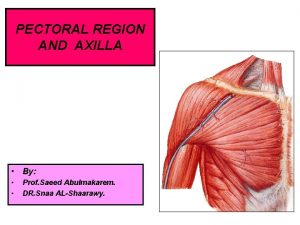 PECTORAL REGION AND AXILLA By Prof Saeed Abulmakarem