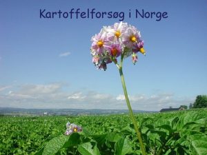 Kartoffelforsg i Norge Potetforsk i Norge av Halvor