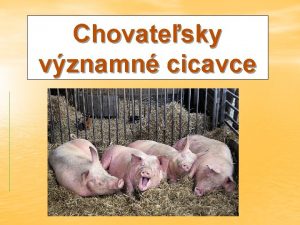 Chovatesky vznamn cicavce chovaj sa pre mso mlieko