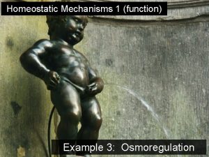 Homeostatic Mechanisms 1 function Example 3 Osmoregulation A