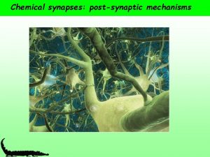 Chemical synapses postsynaptic mechanisms Postsynaptic Membranes and ion