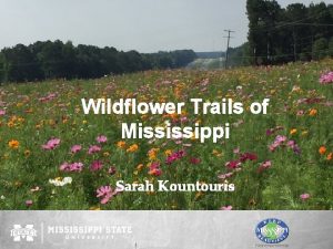 Wildflower Trails of Mississippi Sarah Kountouris Wildflower Trails