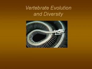 Vertebrate Evolution and Diversity Chordates n n Notochord