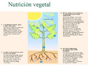 Nutricin vegetal Partes de las plantas Elementos nutricionales