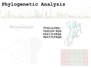 Phylogenetic Analysis YTSLLLSRQYASLLWRQA PASIILSRQA GRSIVLTRQM Phylogenetics What do