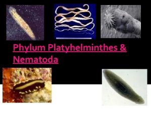 Phylum Platyhelminthes Nematoda Platyhelminthes Flatworms 3 Classes Turbellaria