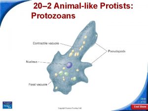 20 2 Animallike Protists Protozoans Slide 1 of