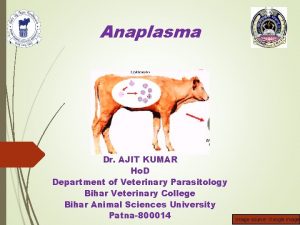 Anaplasma Dr AJIT KUMAR Ho D Department of