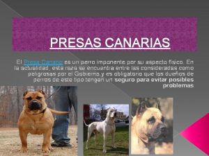 PRESAS CANARIAS El Presa Canario es un perro