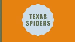 TEXAS SPIDER S BLACK WIDOW Range in Texas