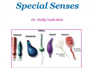 Special Senses Dr Holly NashRule The Special Senses