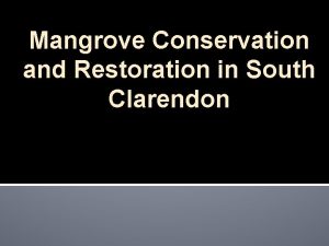 Mangrove Conservation and Restoration in South Clarendon STUDY