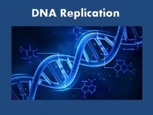 DNA Replication Review of DNA Structure of DNA