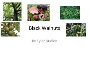 Black Walnuts By Tyler Dudley Juglans nigra Explanation