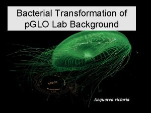 Bacterial Transformation of p GLO Lab Background Gene