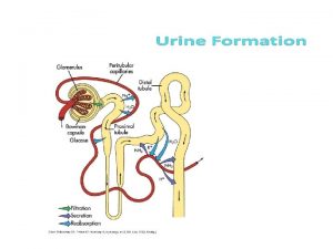 Three Functions of Urine Formation Filtration movement of