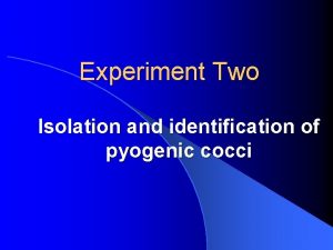 Experiment Two Isolation and identification of pyogenic cocci