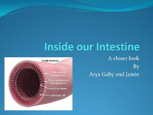 Inside our Intestine A closer look By Arya