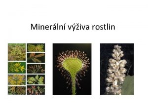 Minerln viva rostlin Potencl vs realizovan produkce Minerln