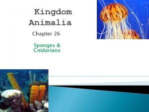 Kingdom Animalia Chapter 26 Sponges Cnidarians What is