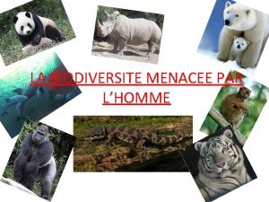 LA BIODIVERSITE MENACEE PAR LHOMME Sommaire Introduction Problmatique