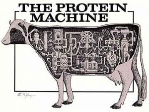 PROTEINS Folded proteins are placed into two general