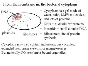 From the membrane in the bacterial cytoplasm Cytoplasm