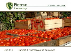 Unit 13 2 Harvest Postharvest of Tomatoes Classification