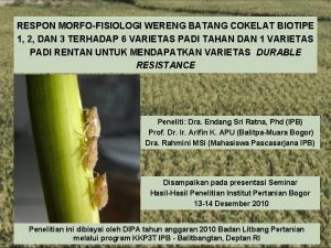 RESPON MORFOFISIOLOGI WERENG BATANG COKELAT BIOTIPE 1 2