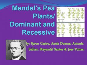 Mendels Pea Plants Dominant and Recessive By Byron