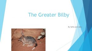 The Greater Bilby By Sofia and Jake Contents