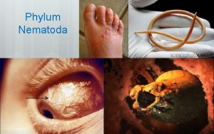 Phylum Nematoda 1 2 Roundworms Extremely common cylindrical