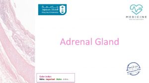 Adrenal Gland Color index Slides Important Notes Extra