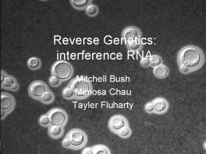 Reverse Genetics interference RNA Mitchell Bush Mimosa Chau