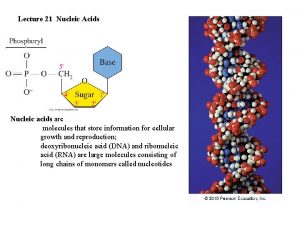 Lecture 21 Nucleic Acids Nucleic acids are molecules