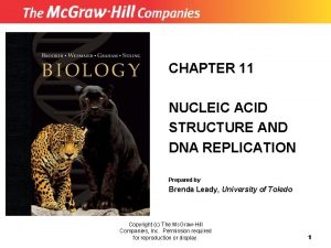 CHAPTER 11 NUCLEIC ACID STRUCTURE AND DNA REPLICATION