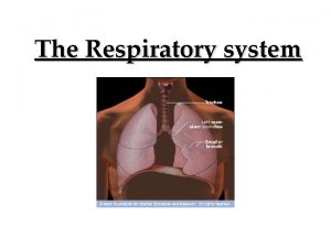 The Respiratory system Parts Divided into 2 Respiratory