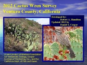 2012 Cactus Wren Survey Ventura County California Developed