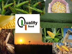WHAT IS QUALITY PROTEIN MAIZE QPM Maize that
