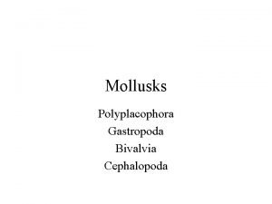 Mollusks Polyplacophora Gastropoda Bivalvia Cephalopoda Eucoelomates Trochophore Larva