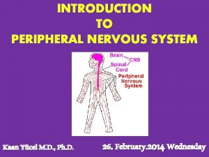 INTRODUCTION TO PERIPHERAL NERVOUS SYSTEM Kaan Ycel M