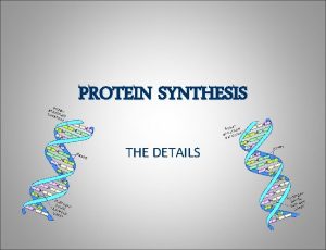 PROTEIN SYNTHESIS THE DETAILS TRANSLATION The Details Process