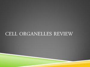 CELL ORGANELLES REVIEW GENES Segments of chromosomes that