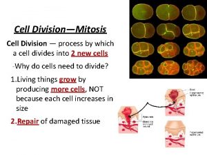 Cell DivisionMitosis Cell Division process by which a