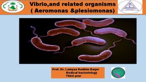 Vibrio and related organisms Aeromonas plesiomonas Prof Dr