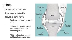 Joints Where two bones meet Some are immovable